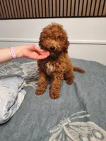 Green, a male Goldendoodle and Miniature Goldendoodle for sale in Willows, CA – 1 of 9
