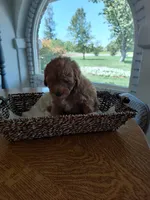 Orange , a male Goldendoodle and Miniature Goldendoodle for sale in Willows, CA – 2 of 5