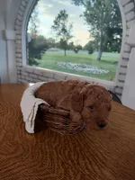 Grey, a male Miniature Goldendoodle for sale in Willows, CA – 2 of 2