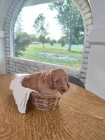 Green, a male Miniature Goldendoodle for sale in Willows, CA – 2 of 3
