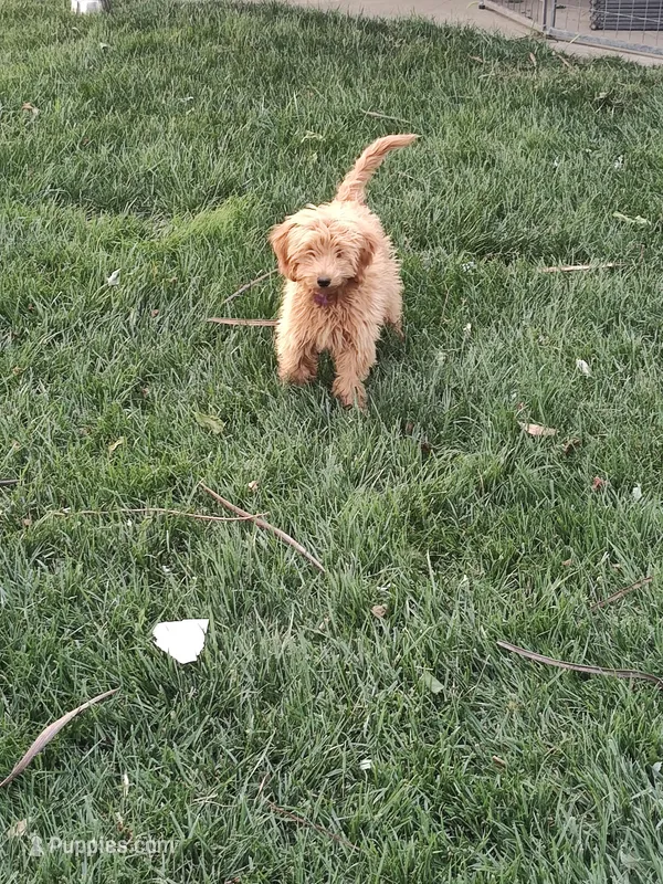 Purple – Miniature Goldendoodle puppy for sale in Willows, CA