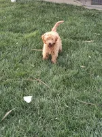 Purple, a female Miniature Goldendoodle for sale in Willows, CA – 2 of 9