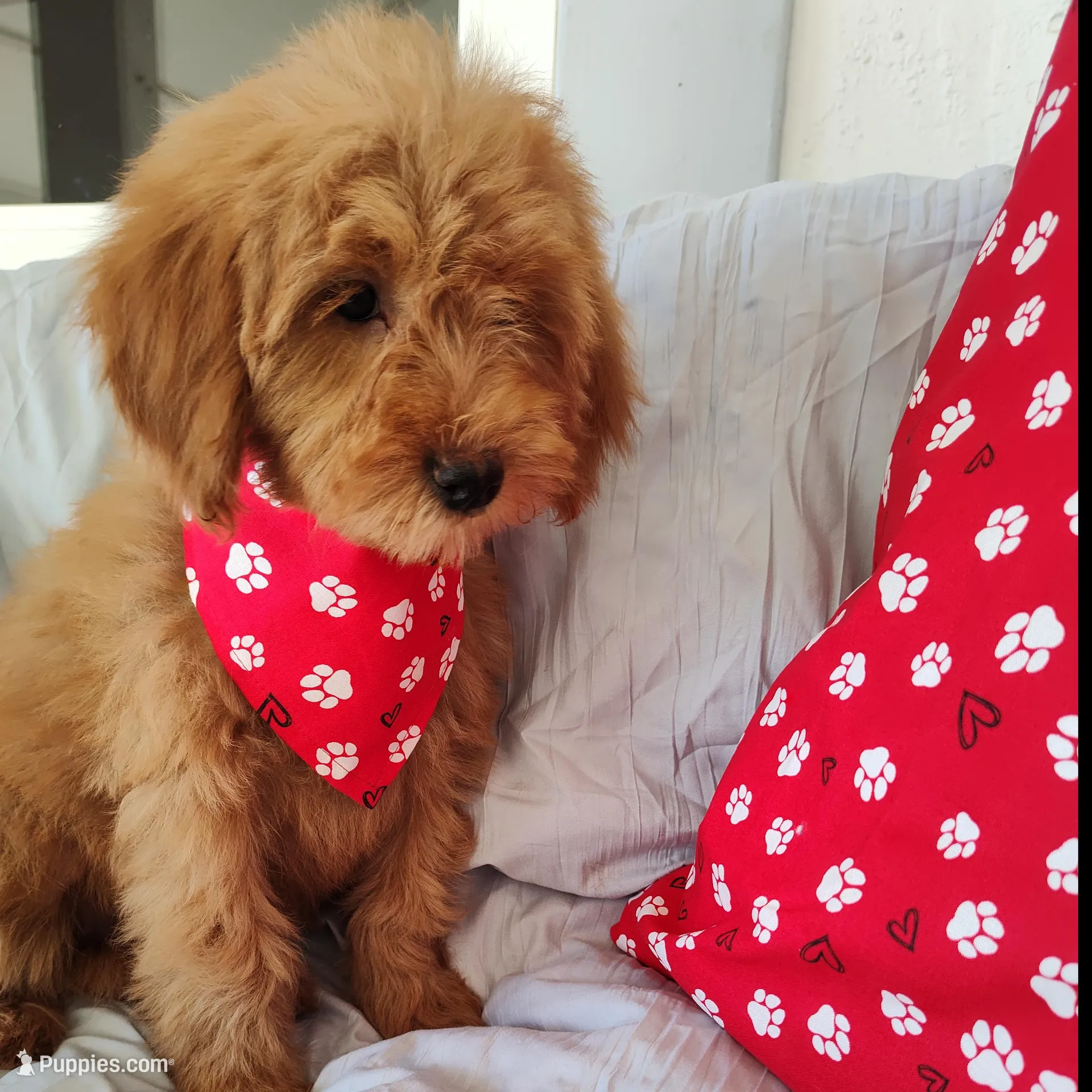 Purple, a female Miniature Goldendoodle for sale in Willows, CA – Photo 2 of 7