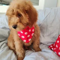 Purple, a female Miniature Goldendoodle for sale in Willows, CA – Photo 1 of 7