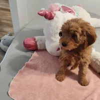 Purple, a female Miniature Goldendoodle for sale in Willows, CA – Photo 3 of 7