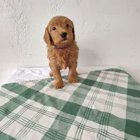 Purple, a female Miniature Goldendoodle for sale in Willows, CA – Photo 7 of 7
