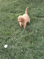 Purple, a female Miniature Goldendoodle for sale in Willows, CA – 3 of 9