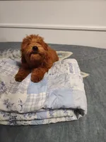 Red, a male Goldendoodle and Miniature Goldendoodle for sale in Willows, CA – 3 of 10
