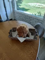Green, a male Goldendoodle and Miniature Goldendoodle for sale in Willows, CA – 2 of 5