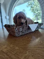 Brown , a male Goldendoodle and Miniature Goldendoodle for sale in Willows, CA – 3 of 8