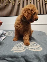 Black, a male Goldendoodle and Miniature Goldendoodle for sale in Willows, CA – 4 of 10