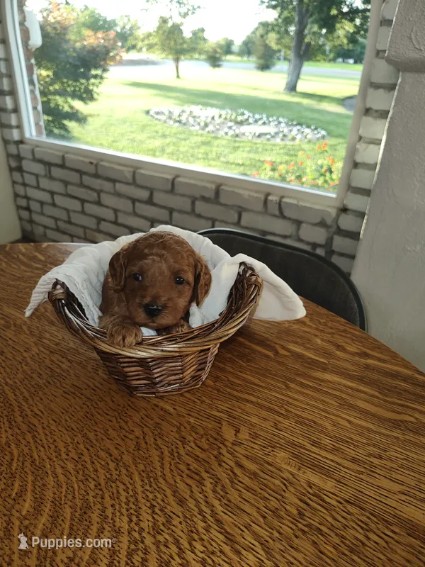 Purple – Miniature Goldendoodle puppy for sale in Willows, CA