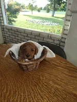 Purple, a female Miniature Goldendoodle for sale in Willows, CA – 1 of 4