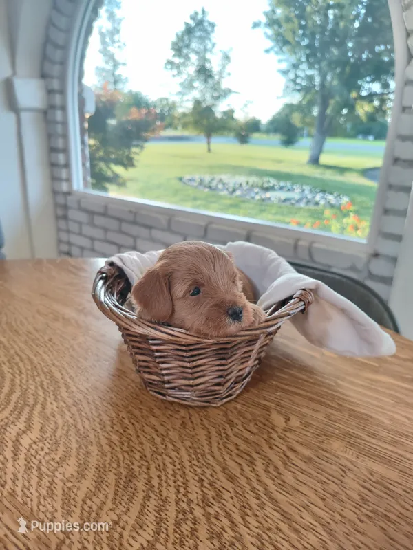 Orange  – Miniature Goldendoodle puppy for sale in Willows, CA