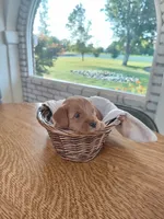 Orange , a male Miniature Goldendoodle for sale in Willows, CA – 1 of 3