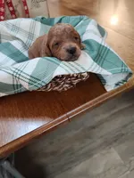 Yellow, a female Miniature Goldendoodle for sale in Willows, CA – Photo 8 of 8