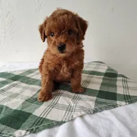 Yellow, a female Miniature Goldendoodle for sale in Willows, CA – Photo 5 of 8