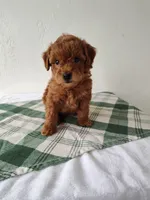 Yellow, a female Miniature Goldendoodle for sale in Willows, CA – Photo 5 of 8
