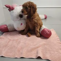 Yellow, a female Miniature Goldendoodle for sale in Willows, CA – Photo 4 of 8