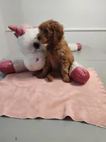 Yellow, a female Miniature Goldendoodle for sale in Willows, CA – Photo 4 of 8