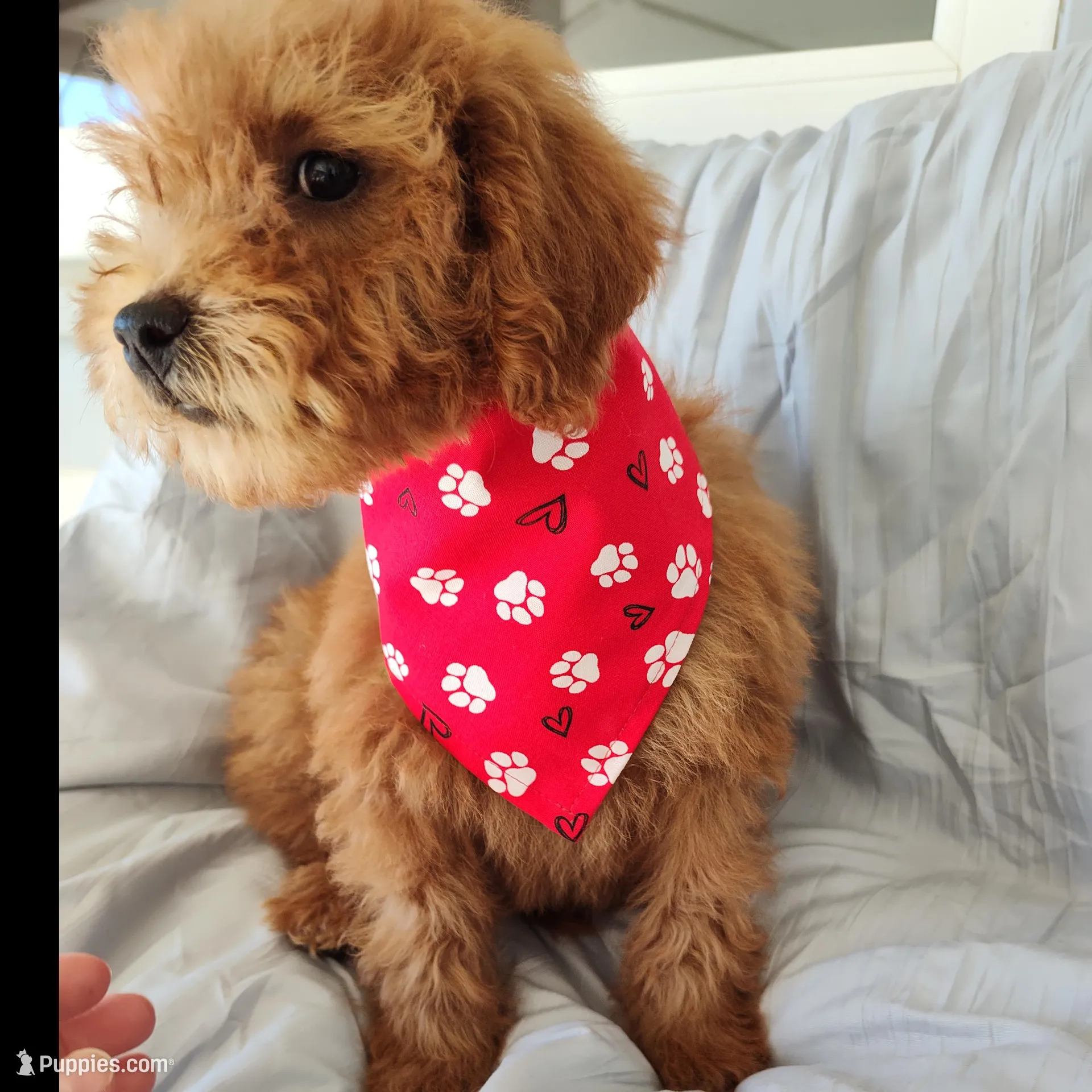 Yellow, a female Miniature Goldendoodle for sale in Willows, CA – Photo 2 of 8
