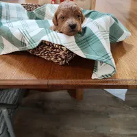 Yellow, a female Miniature Goldendoodle for sale in Willows, CA – Photo 6 of 8