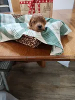 Yellow, a female Miniature Goldendoodle for sale in Willows, CA – Photo 6 of 8