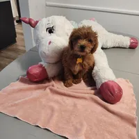 Yellow, a female Miniature Goldendoodle for sale in Willows, CA – Photo 3 of 8