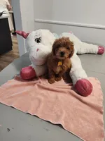 Yellow, a female Miniature Goldendoodle for sale in Willows, CA – Photo 3 of 8