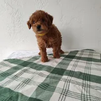 Yellow, a female Miniature Goldendoodle for sale in Willows, CA – Photo 7 of 8