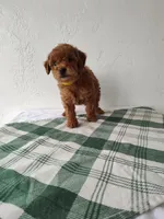 Yellow, a female Miniature Goldendoodle for sale in Willows, CA – Photo 7 of 8