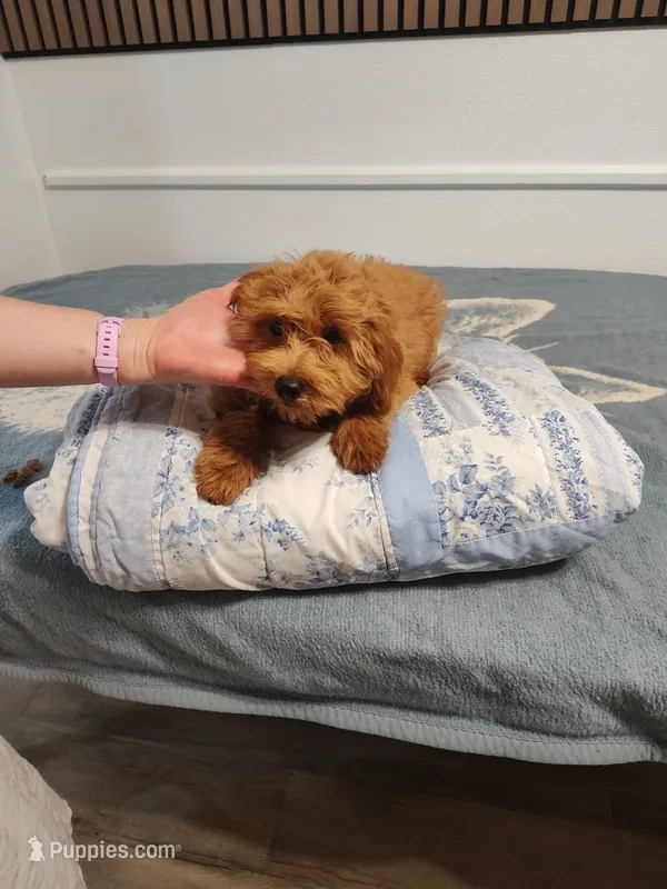 Orange  – Goldendoodle, Miniature Goldendoodle puppy for sale in Willows, CA