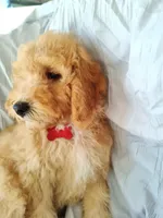 Red, a female Miniature Goldendoodle for sale in Willows, CA – Photo 2 of 9