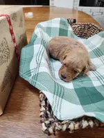 Red, a female Miniature Goldendoodle for sale in Willows, CA – Photo 7 of 9