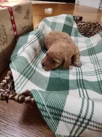 Red, a female Miniature Goldendoodle for sale in Willows, CA – Photo 9 of 9