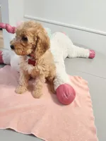 Red, a female Miniature Goldendoodle for sale in Willows, CA – Photo 3 of 9