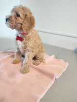 Red, a female Miniature Goldendoodle for sale in Willows, CA – Photo 6 of 9