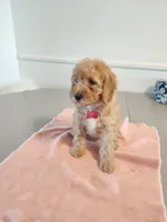 Red, a female Miniature Goldendoodle for sale in Willows, CA – Photo 4 of 9