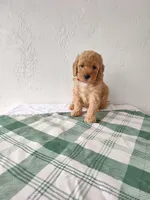 Red, a female Miniature Goldendoodle for sale in Willows, CA – Photo 8 of 9