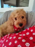 Red, a female Miniature Goldendoodle for sale in Willows, CA – Photo 1 of 9