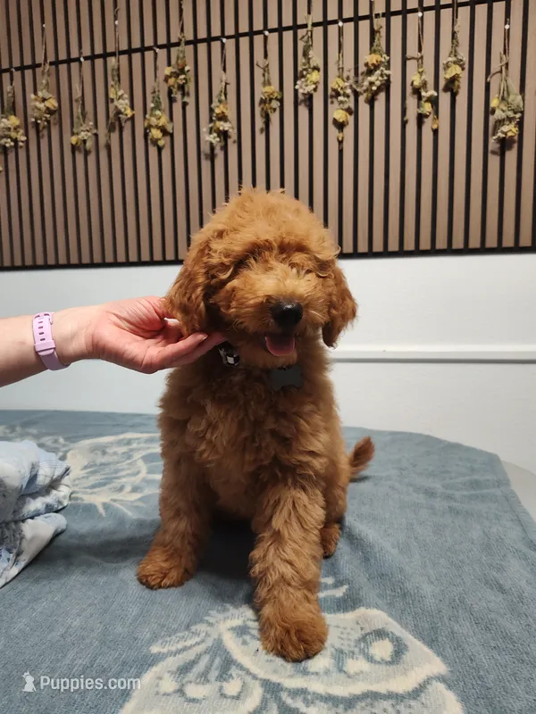 Black – Goldendoodle, Miniature Goldendoodle puppy for sale in Willows, CA