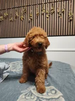 Black, a male Goldendoodle and Miniature Goldendoodle for sale in Willows, CA – 1 of 10