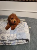 Red, a male Goldendoodle and Miniature Goldendoodle for sale in Willows, CA – 4 of 10