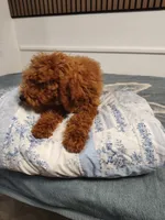 Green, a male Goldendoodle and Miniature Goldendoodle for sale in Willows, CA – 5 of 9