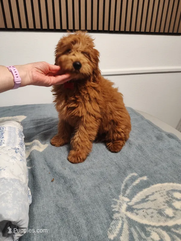 Red – Goldendoodle, Miniature Goldendoodle puppy for sale in Willows, CA