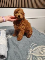Red, a male Goldendoodle and Miniature Goldendoodle for sale in Willows, CA – 1 of 10