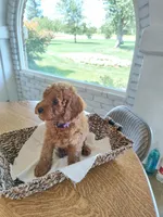 Purple, a female Goldendoodle and Miniature Goldendoodle for sale in Willows, CA – 2 of 6