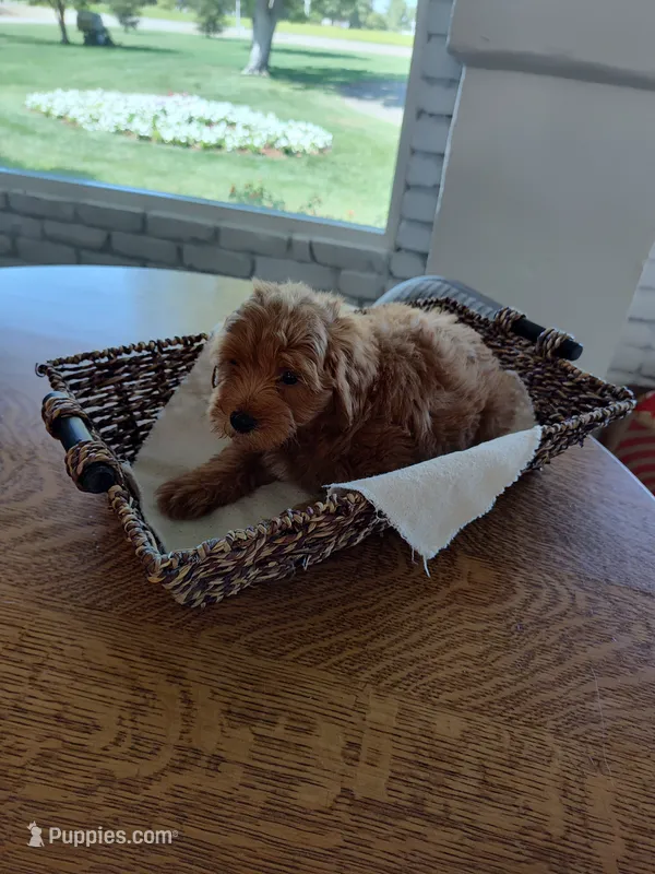 Orange  – Miniature Goldendoodle puppy for sale in Willows, CA
