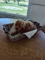 Orange , a male Goldendoodle and Miniature Goldendoodle for sale in Willows, CA – 1 of 5