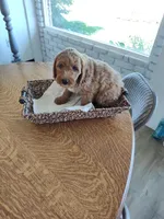 Brown , a male Goldendoodle and Miniature Goldendoodle for sale in Willows, CA – 2 of 8